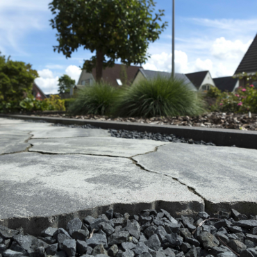 geoardesia alivo roma (6 cm)  * Uitlopend